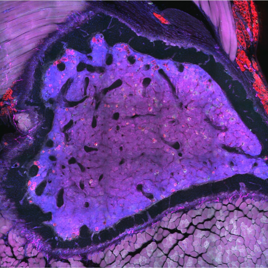 Dataset Banner Image