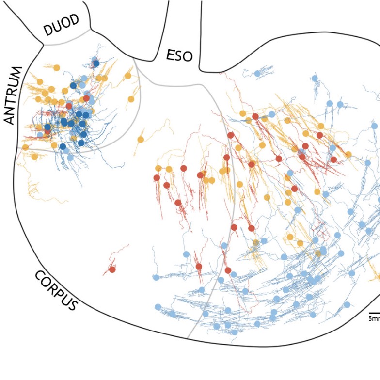 Mapping stomach autonomic circuitry and function for neuromodulation of ...