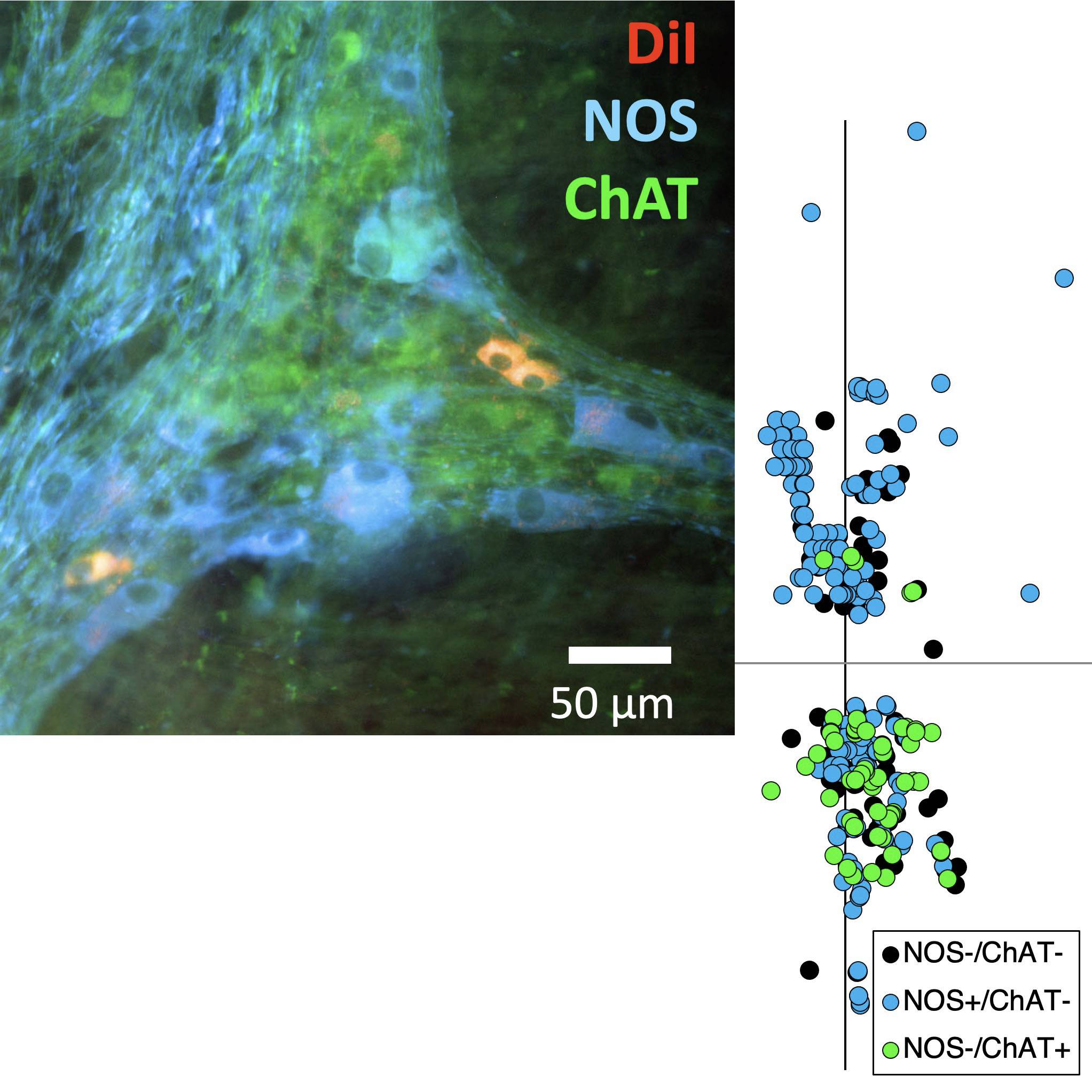 Dataset Banner Image