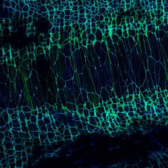 Dataset Banner Image