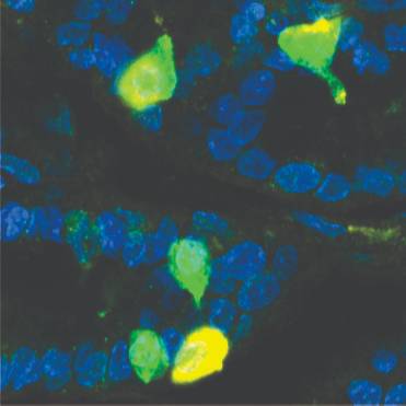 Dataset Banner Image