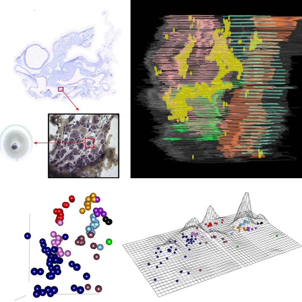 Dataset Banner Image