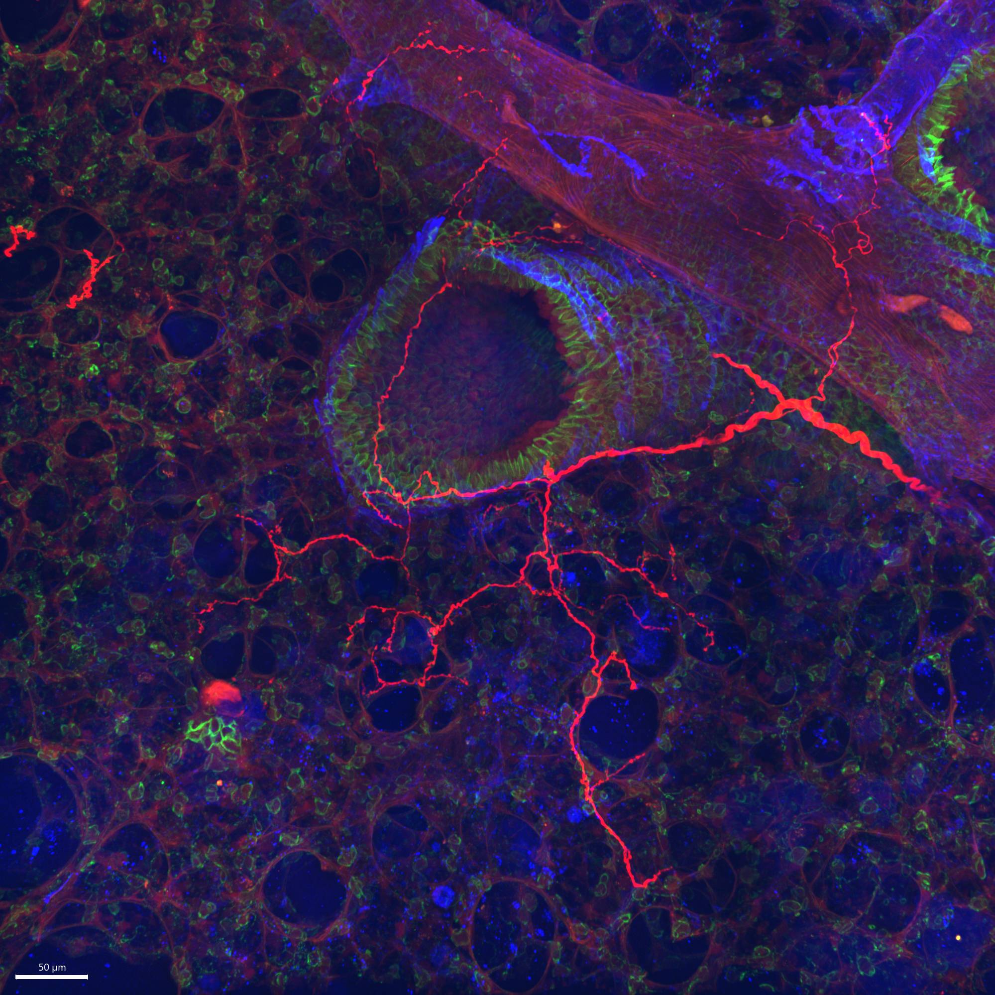 Dataset Banner Image