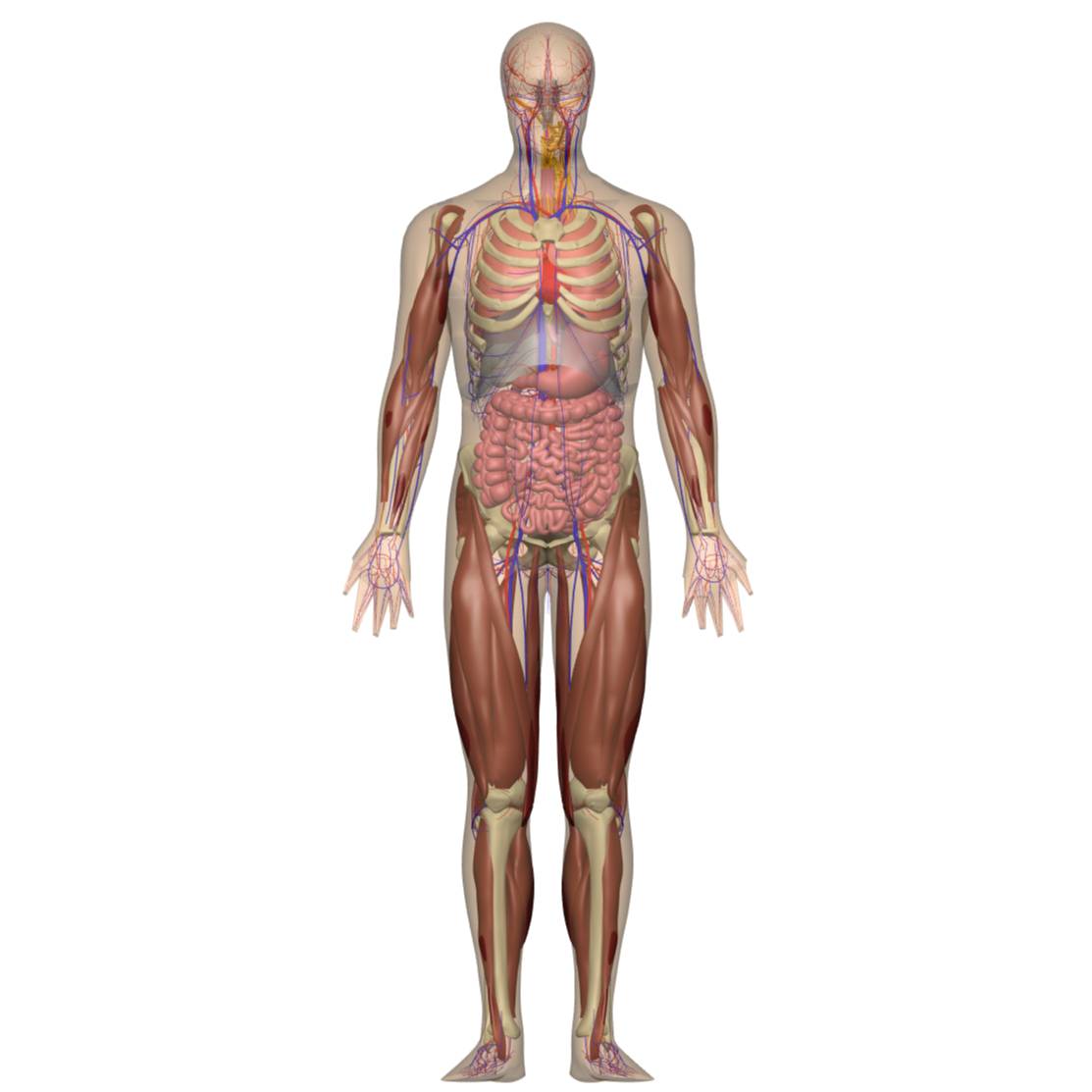 Pennsieve: A 3D human whole-body model with integrated organs vasculature musculoskeletal and nervous systems for mapping nerves Pennsieve: A 3D human whole-body model with integrated organs vasculature musculoskeletal and nervous systems for mapping nerves