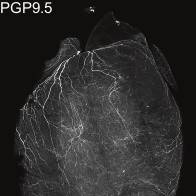 Dataset Banner Image