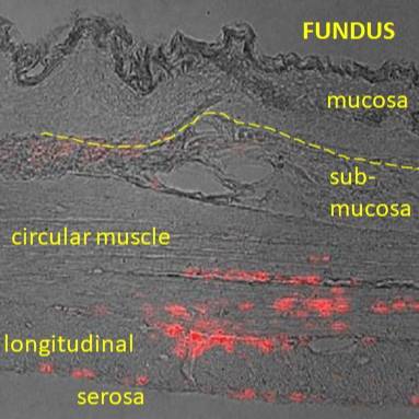 Dataset Banner Image