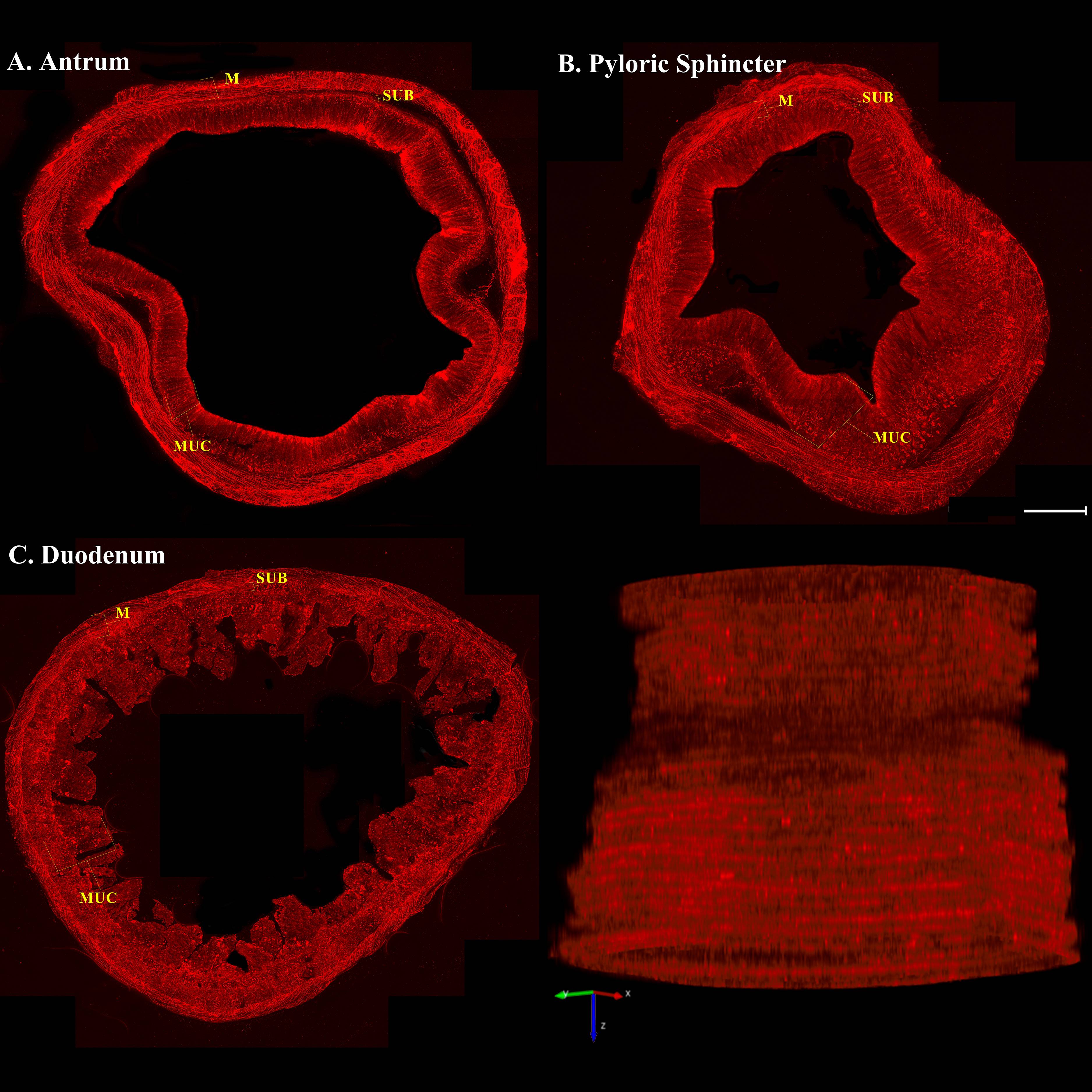 Dataset Banner Image
