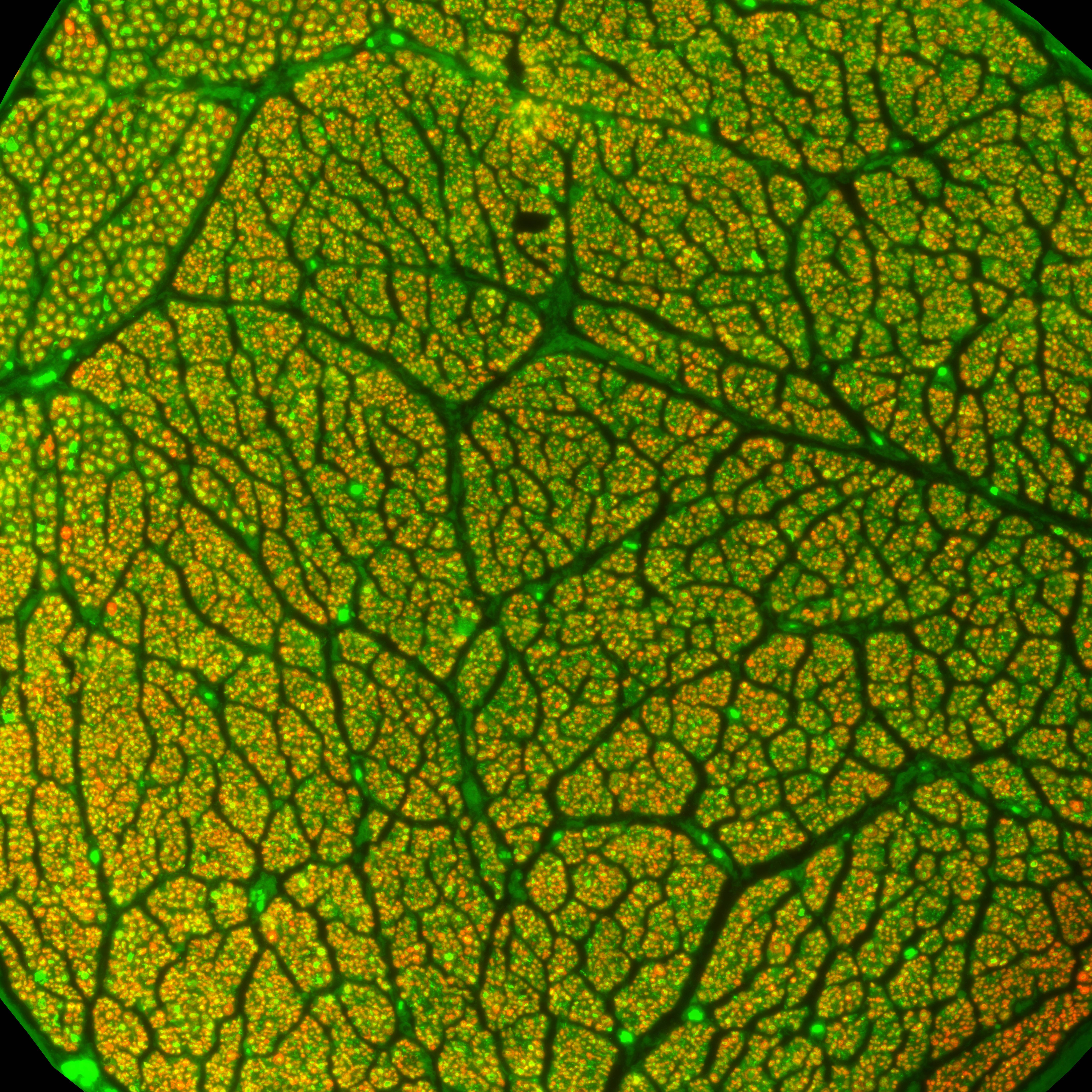 Dataset Banner Image