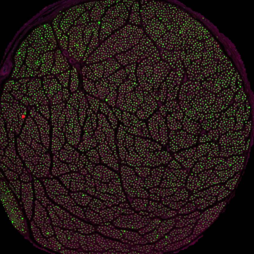 Dataset Banner Image