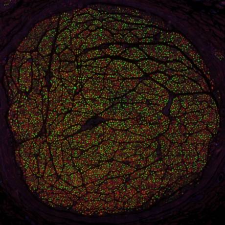 Dataset Banner Image