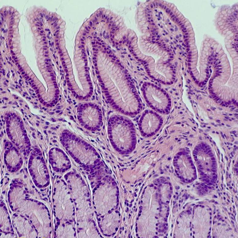 Dataset Banner Image