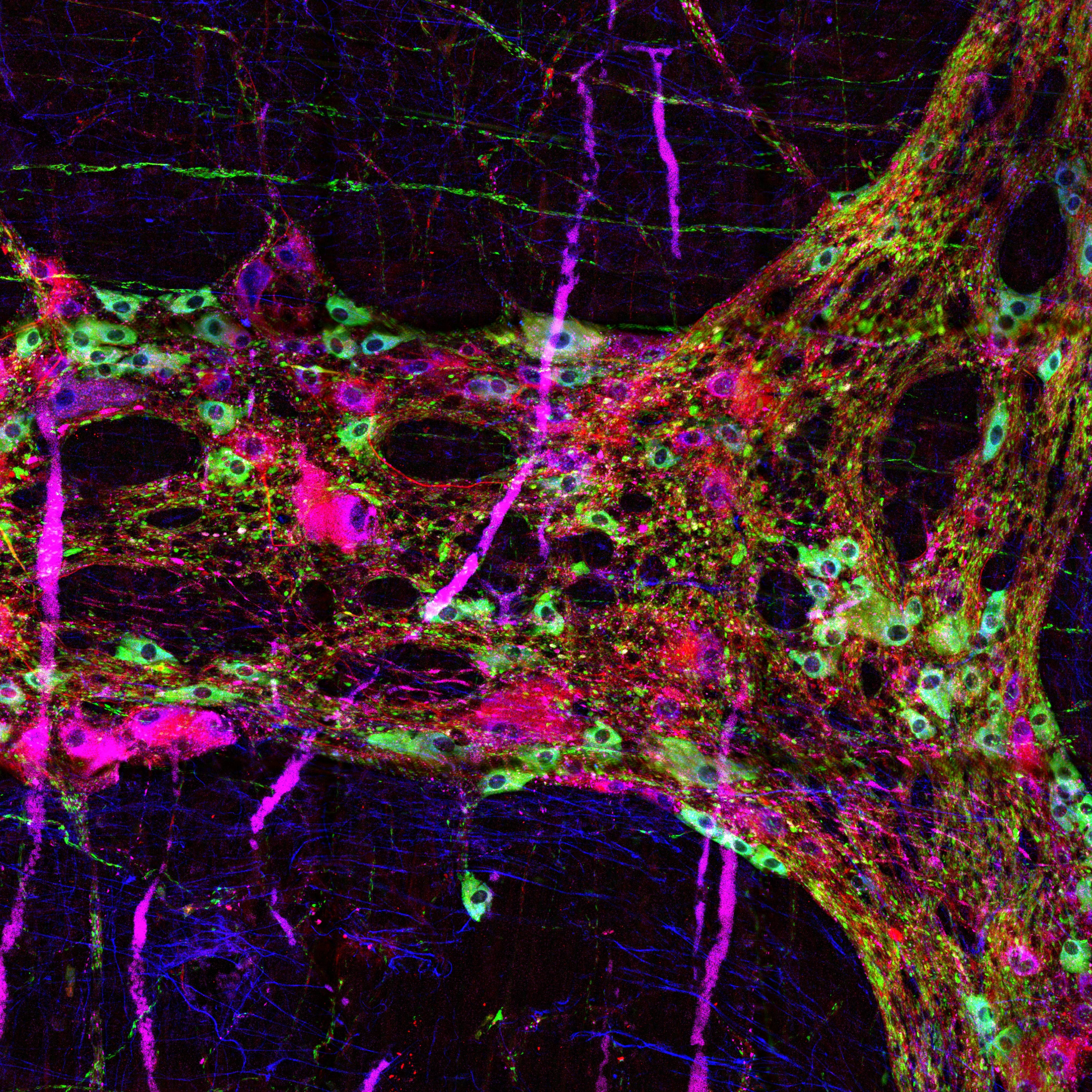 Dataset Banner Image