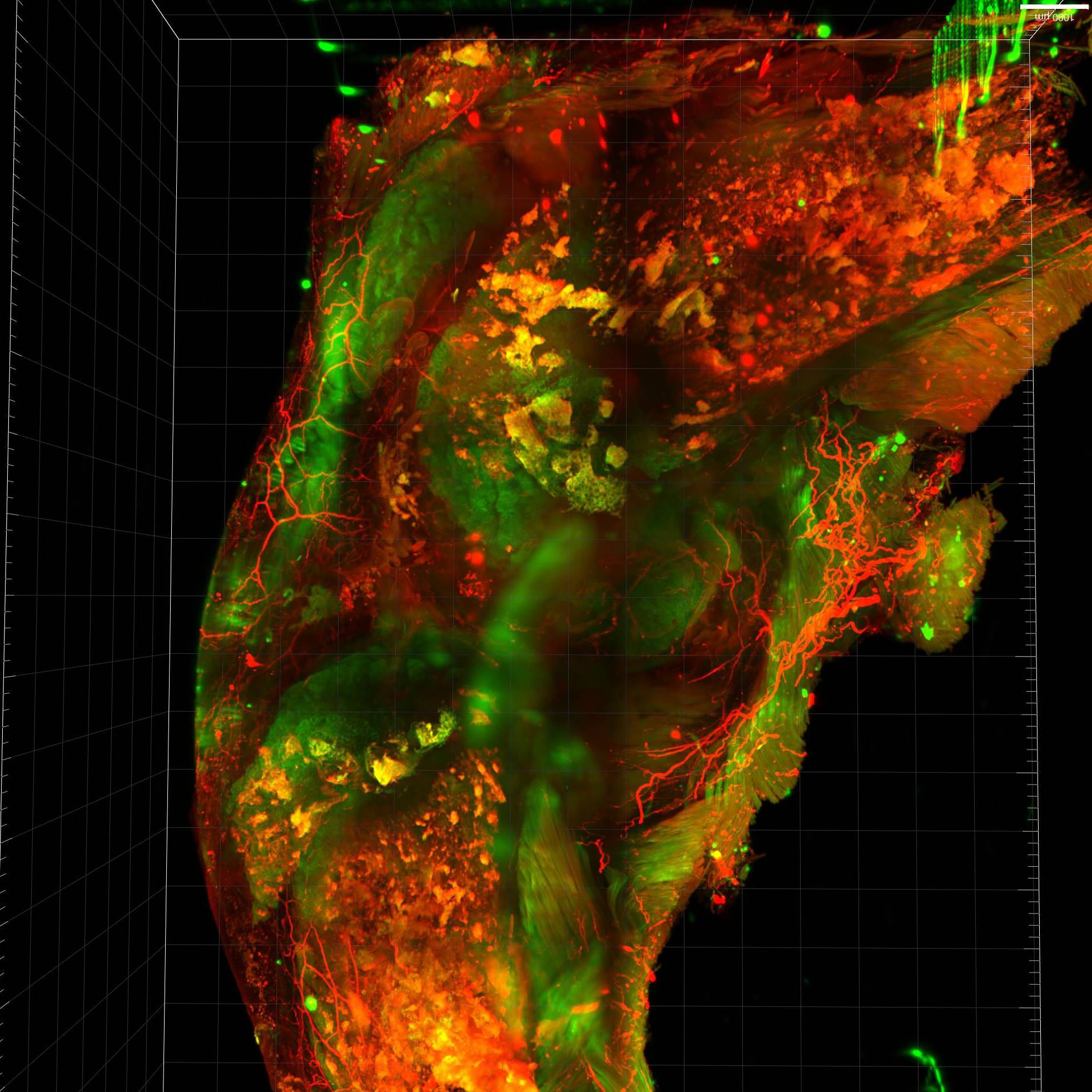 Dataset Banner Image