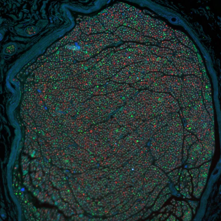 Dataset Banner Image