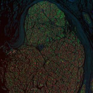 Dataset Banner Image