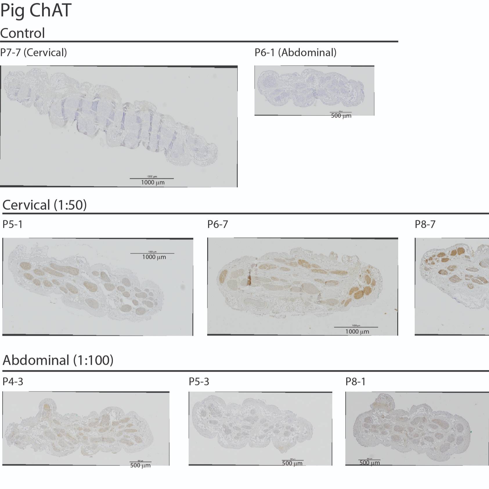 Dataset Banner Image